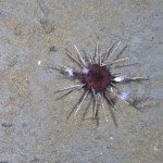 Pencil urchin on the sea floor