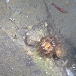 Crinoids on the sea floor