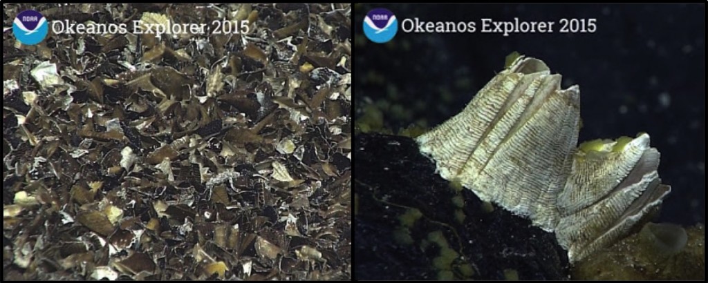 Deep-sea barnacles from Okeanos Explorer