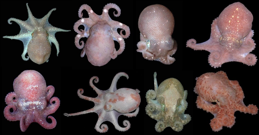 Antarctic octopuses