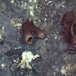 Sponges on the sea floor
