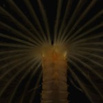 Sabellid worm