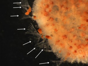 Antarctic pelagic bryozoan