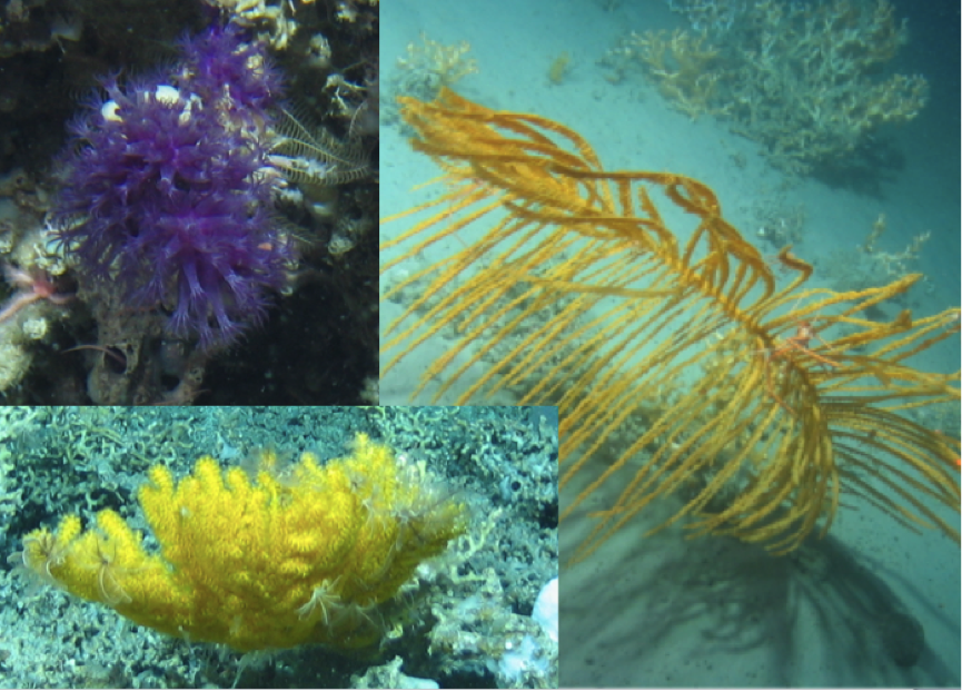 A black coral (right), so called because of its black stem, and two octocorals (top and bottom left) found about a mile deep in Irish waters.