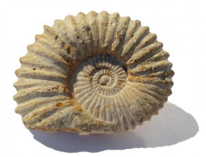 Ammonoid; Credit: Masur